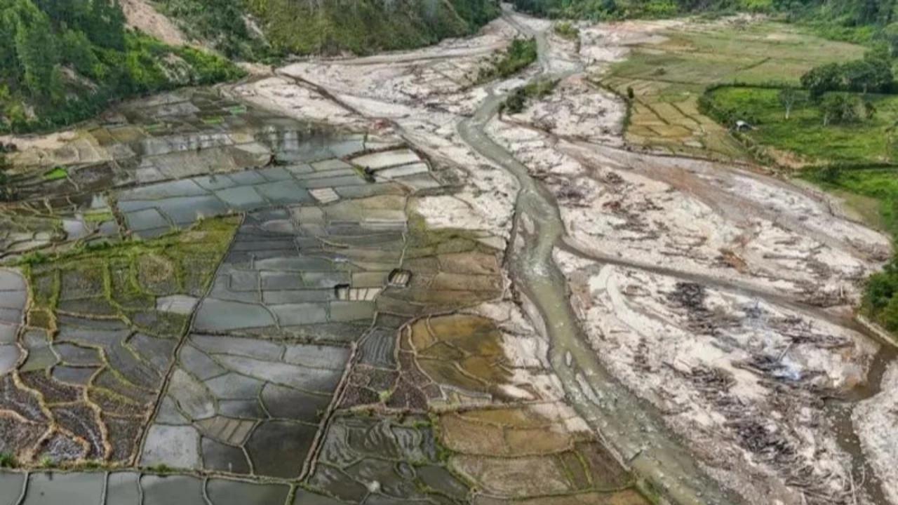 Ribuan Hektare Sawah Terdampak Bencana di Sumatra Mulai Ditanami Kembali