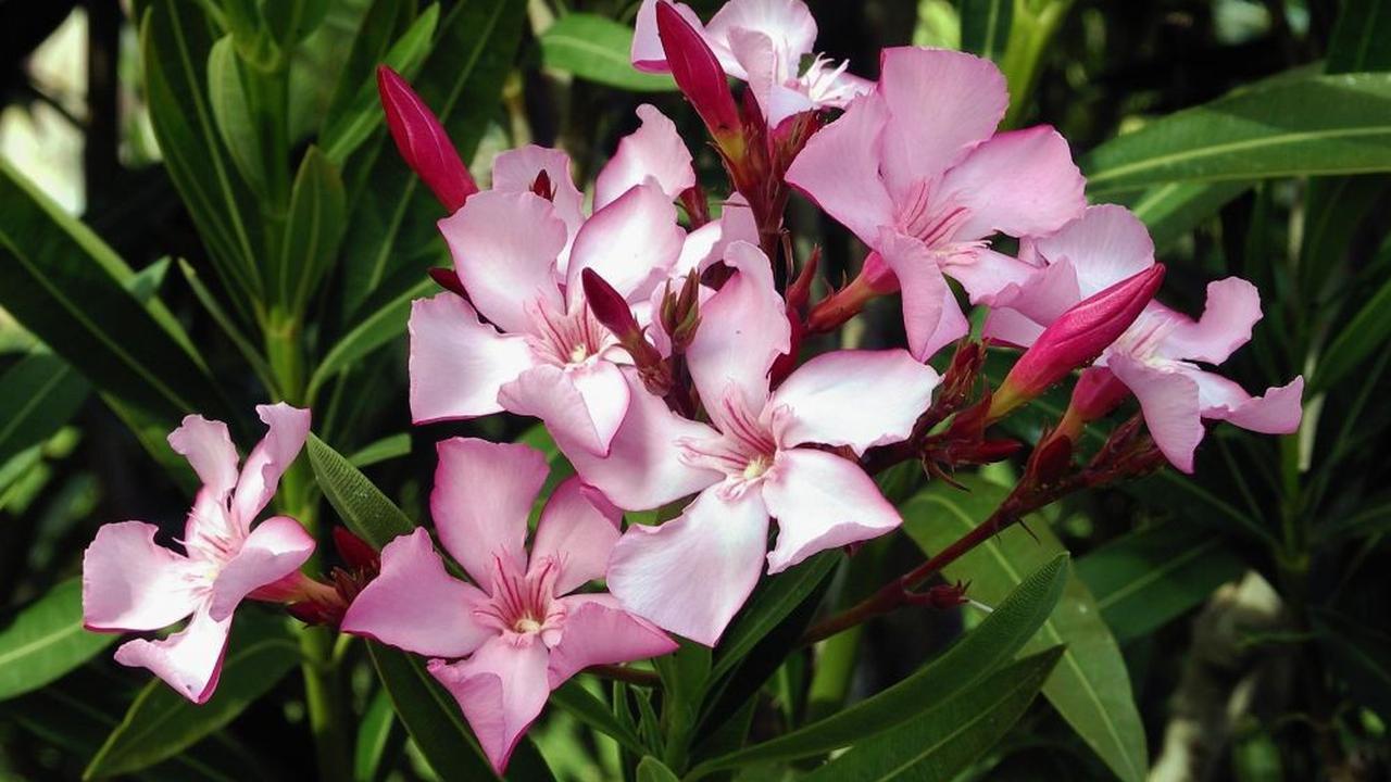 Nerium Oleander atau Bunga Jepun