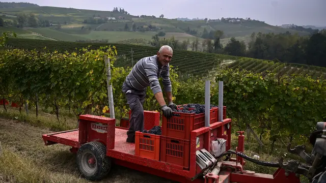 Menengok Panen Melimpah Anggur untuk Wine di Italia