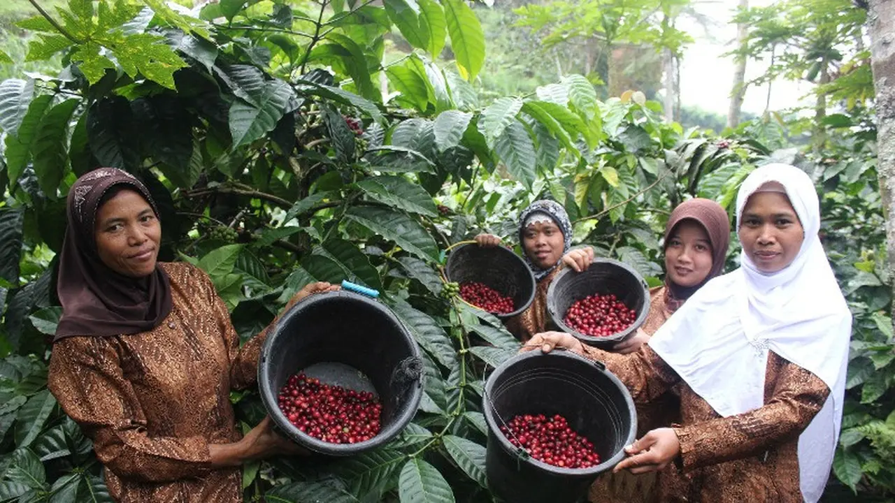 Kopi dari Dua Desa Ini Jadi 10 Besar Terbaik di Ajang Nasional