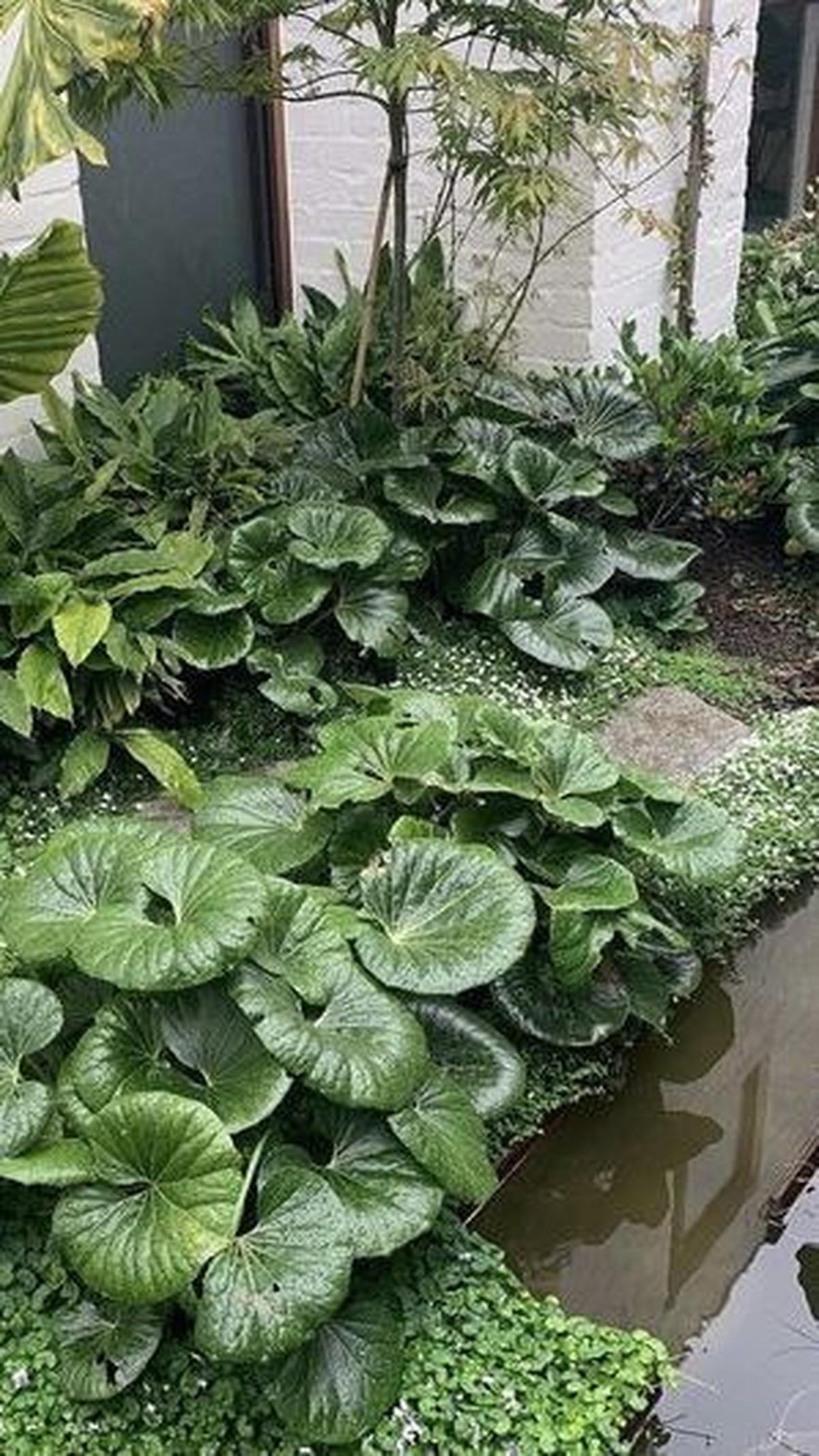 Taman Bali Minimalis Tropis