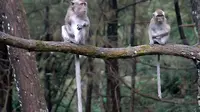 Alasan Pengunjung Dilarang Keluar dari Mobil di Taman Safari, Simak Bahaya dan Risikonya