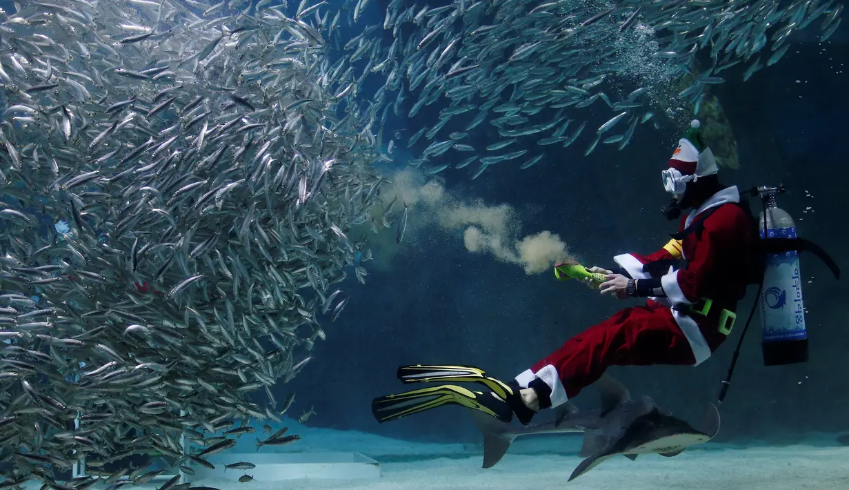 Penyelam mengenakan kostum Santa Claus, memberikan makanan kepada kumpulan ikan sarden saat melakukan aksi promosi untuk perayaan Natal, "Sardines Feeding Show with Santa Claus" di Aquarium Coex di Seoul, Korea Selatan, (17/12). (REUTERS/Kim Hong-Ji)