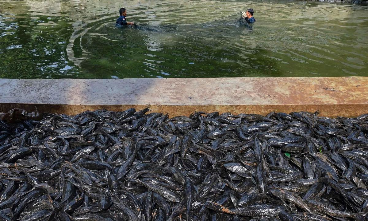 FOTO: Operasi  Penangkapan  Ikan Sapu Sapu di Setu Babakan Capai Lebih dari Tiga Ton