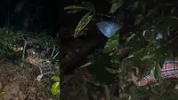 Detik-detik Motor Terjun ke Jurang 20 Meter di Lampung, 1 Orang Tewas