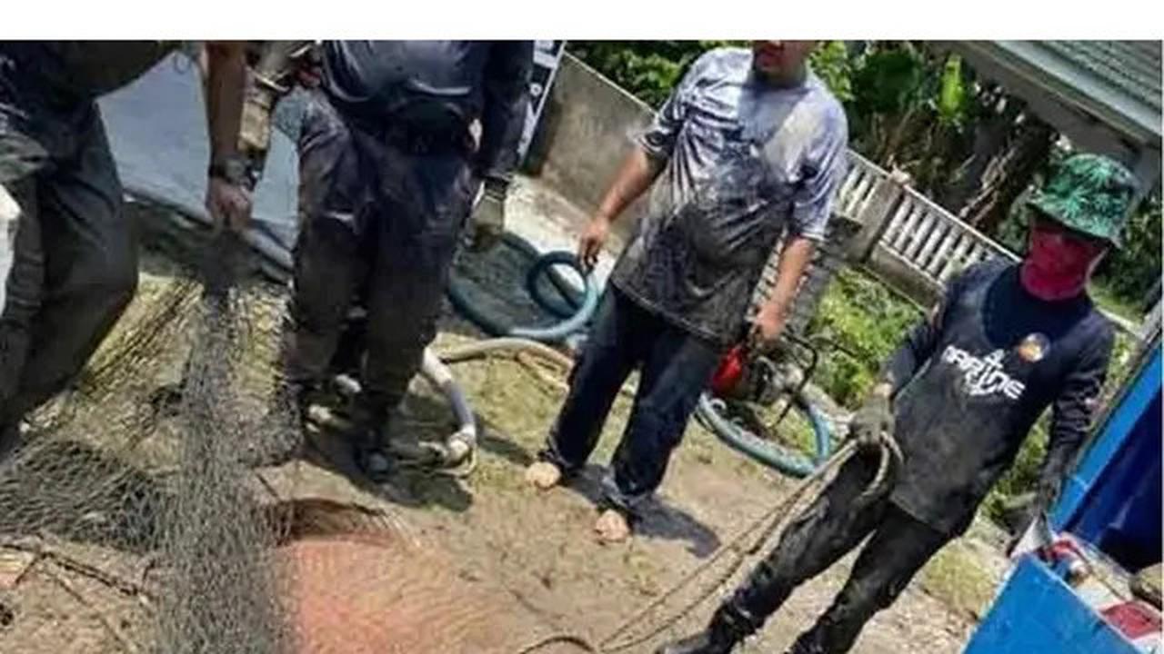 Ikan Predator 2,7 Meter Lukai Petugas Sebelum Ditangkap, Berat Capai 200 Kg