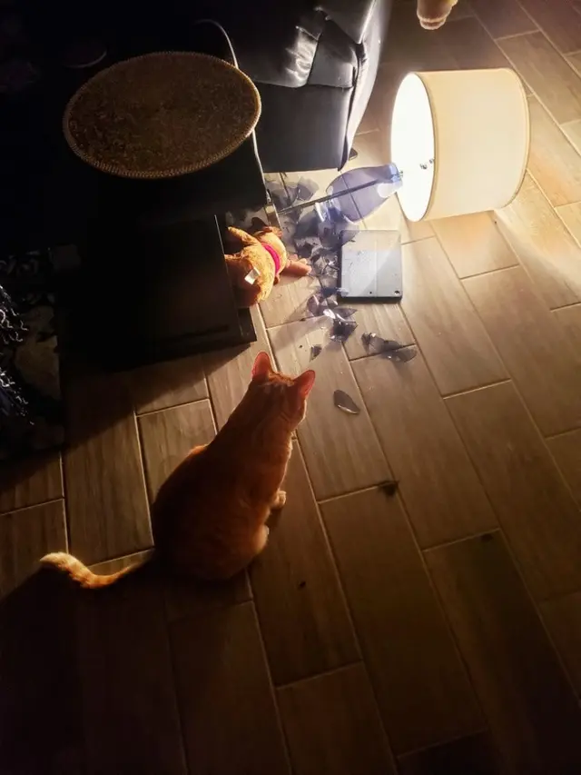 Gemes, 7 Potret Kucing Nakal tapi Pasang Tampak Tak Bersalah