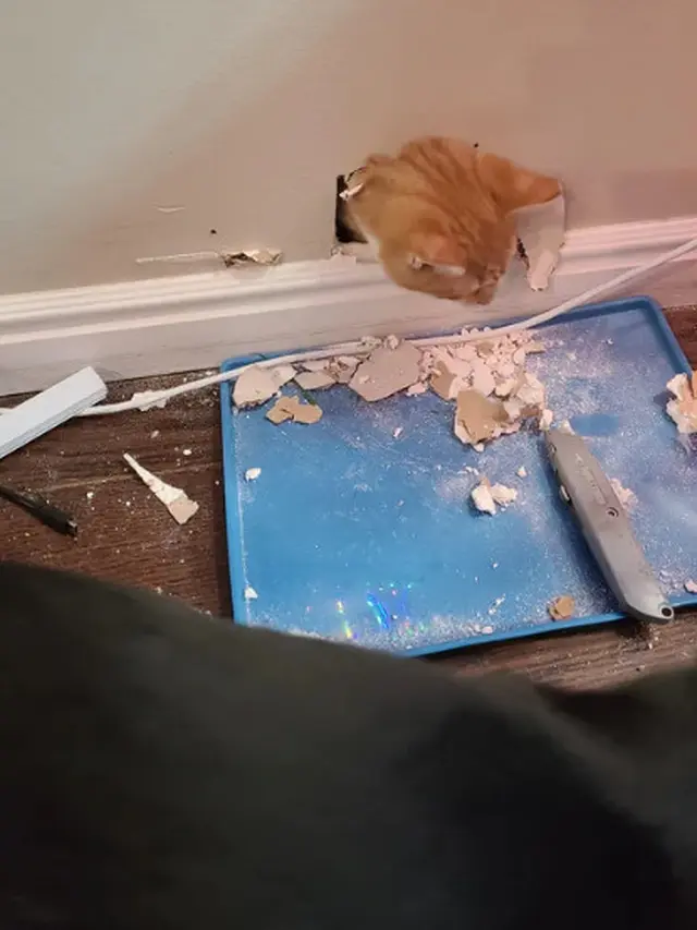 10 Potret Lucu Kucing Muncul dari Lubang di Langit-Langit Ini Bikin Gemas