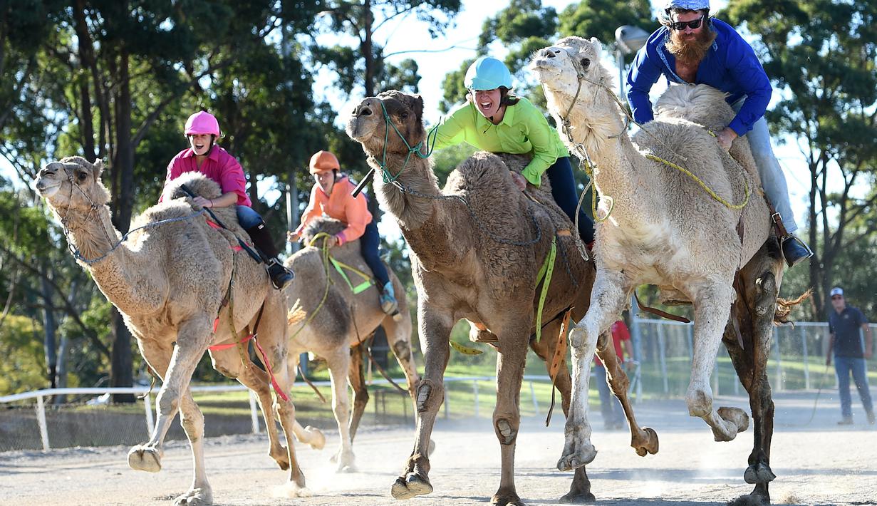  Balap unta digelar saat Sydney Camel Racing Carnival, di arena Bankstown Paceway, Sydney, Australia, (26/7/2016). (EPA)