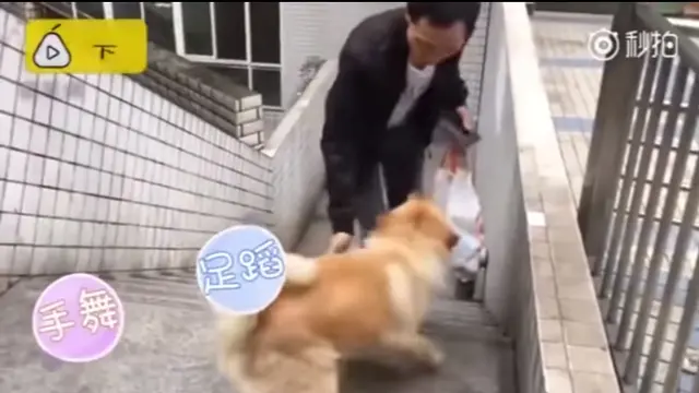 Mirip Hachiko, Anjing Ini Setia Tunggu Pemiliknya Sampai 12 Jam