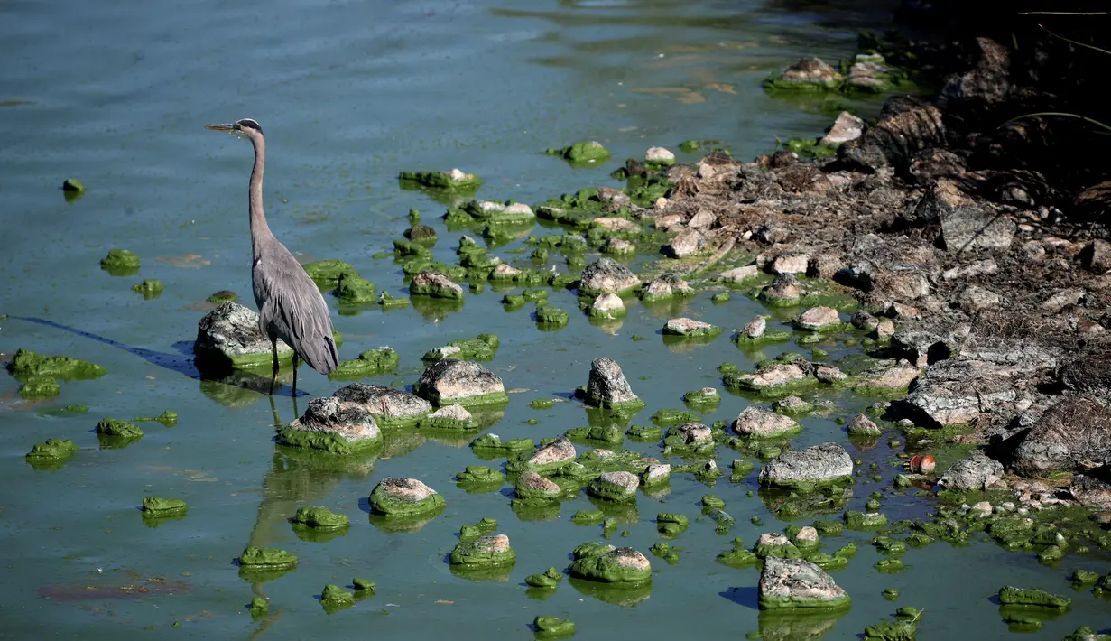 Seekor bangau duduk di bebatuan di Clear Lake yang tertutup ganggang biru-hijau di Redbud Park di Clearlake, California (26/9/2021). Pejabat setempat mengatakan telah menemukan sianotoksin berbahaya tingkat tinggi dari ganggang di danau tersebut. (Justin Sullivan/Getty Images/AFP)
