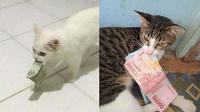 6 Tingkah Kucing Bawa Duit Majikan Ini Bikin Tepuk Jidat, Usil Banget (Twitter/mimibchy FB/lucupan)