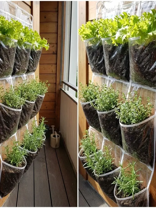 Kebun Sayur Mini Vertikal di Balkon Sempit