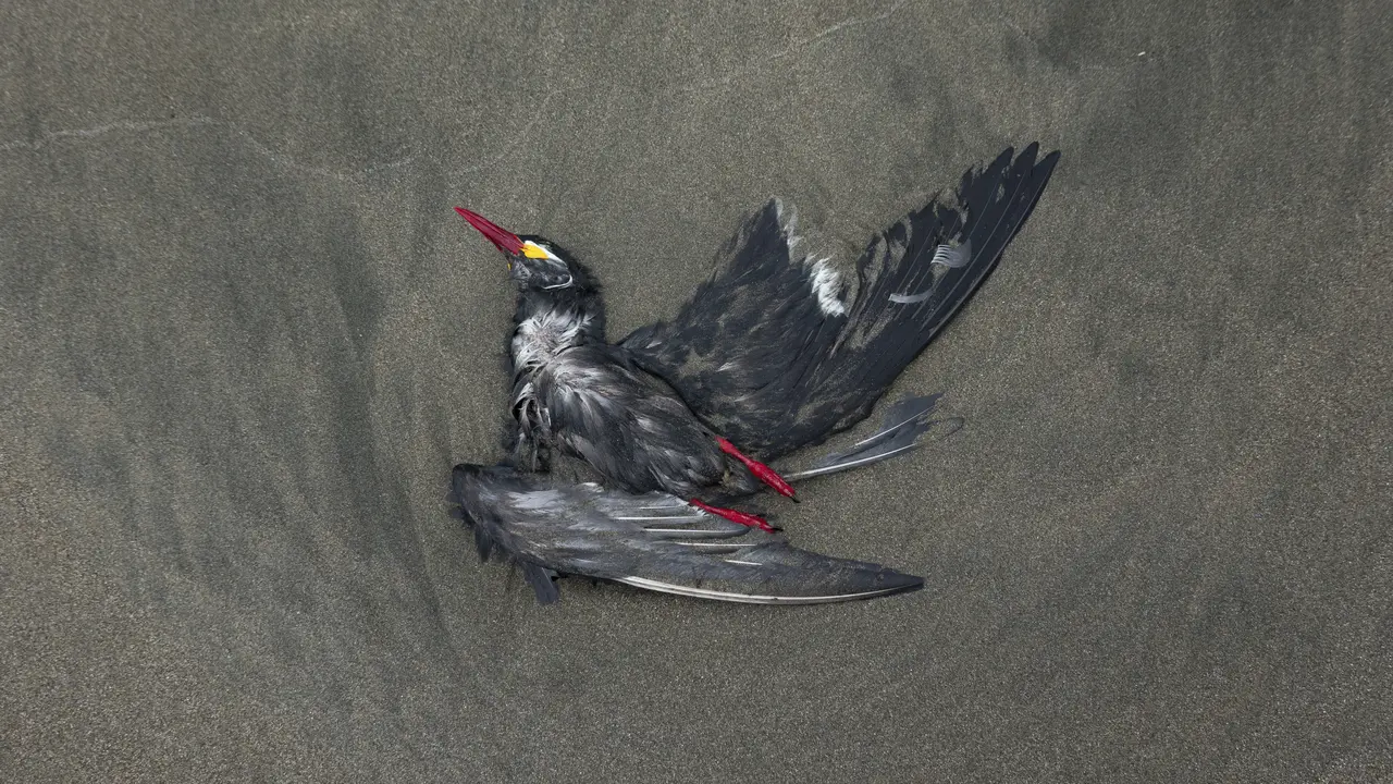 Belasan Ribu Pelikan Mati di Peru Akibat Flu Burung