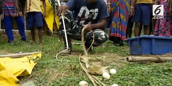 VIDEO: Heboh Ular King Kobra Muntahkan 7 Telur Ayam