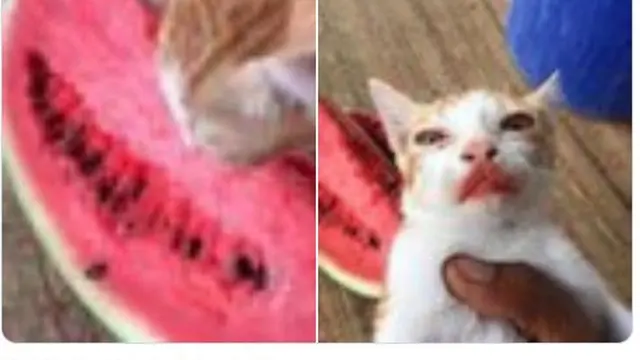 Aksi Lucu Kucing Makan Semangka