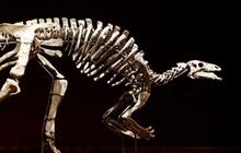 Tulang Dinosaurus Pertama Mungkin Telah Ditemukan Hampir 1.000 Tahun Lalu di Afrika