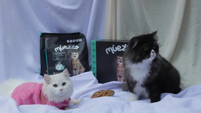 Siap Tampil Gemas, Begini Cara Pilih Kostum Imut Buat Kucingmu