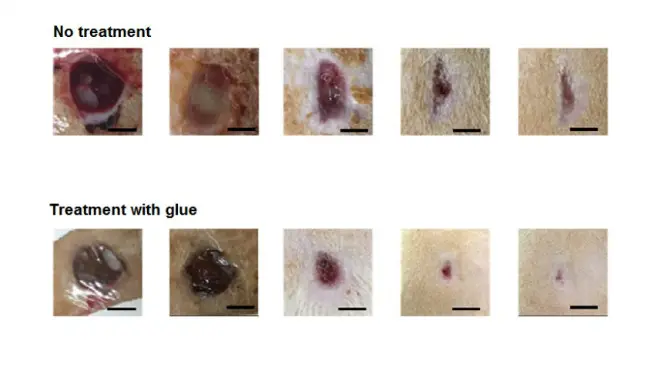 Perbandingan penyembuhan luka pada tikus-tikus percobaan. (Sumber Pohang/E YJeon, B-H Choi, D Jung, BH Hwang, H J Cha)