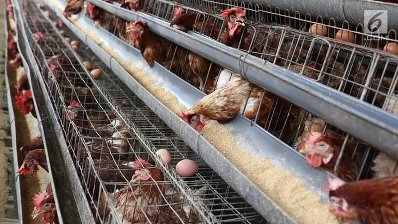 Pengendalian Produksi DOC Final Stock Positif Bagi Peternak
