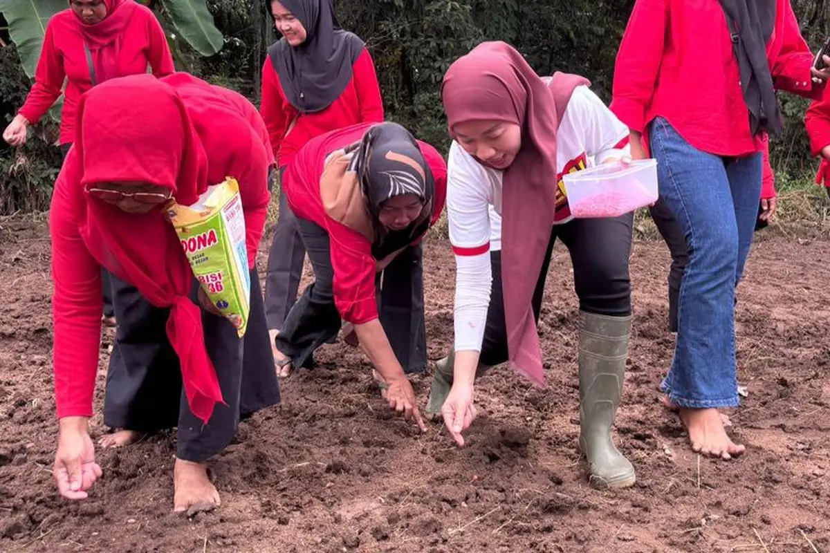 Srikandi PDIP Lampung turun ke ladang menanam jagung bersama kelompok wanita tani.