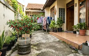 Cara agar Cabai Berbuah Lebat di Pot Galon, Panen Melimpah Meski Lahan Sempit