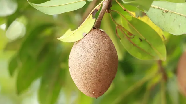 Ilustrasi pohon sawo
