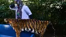 Petugas konservasi satwa liar menjemur kulit harimau Sumatra hasil sitaan di Banda Aceh, Aceh, Rabu (12/12). Kulit harimau ini akan dijadikan sebagai bahan edukasi bagi agar warga berhenti memburu satwa dilindungi tersebut. (CHAIDEER MAHYUDDIN/AFP)