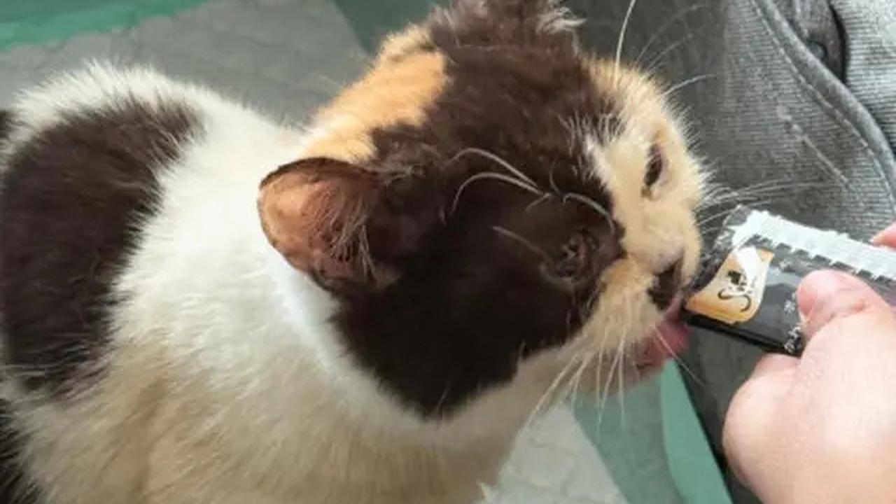 Nasib Belasan Kucing Uya Kuya Usai Penjarahan, Sherina Munaf Pantau Pihak yang Berusaha Menjual