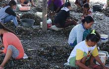 Limbah Kulit Kerang Ternyata Bisa ‘Disulap’ Jadi Paving Block & Closet Jongkok, Begini Caranya