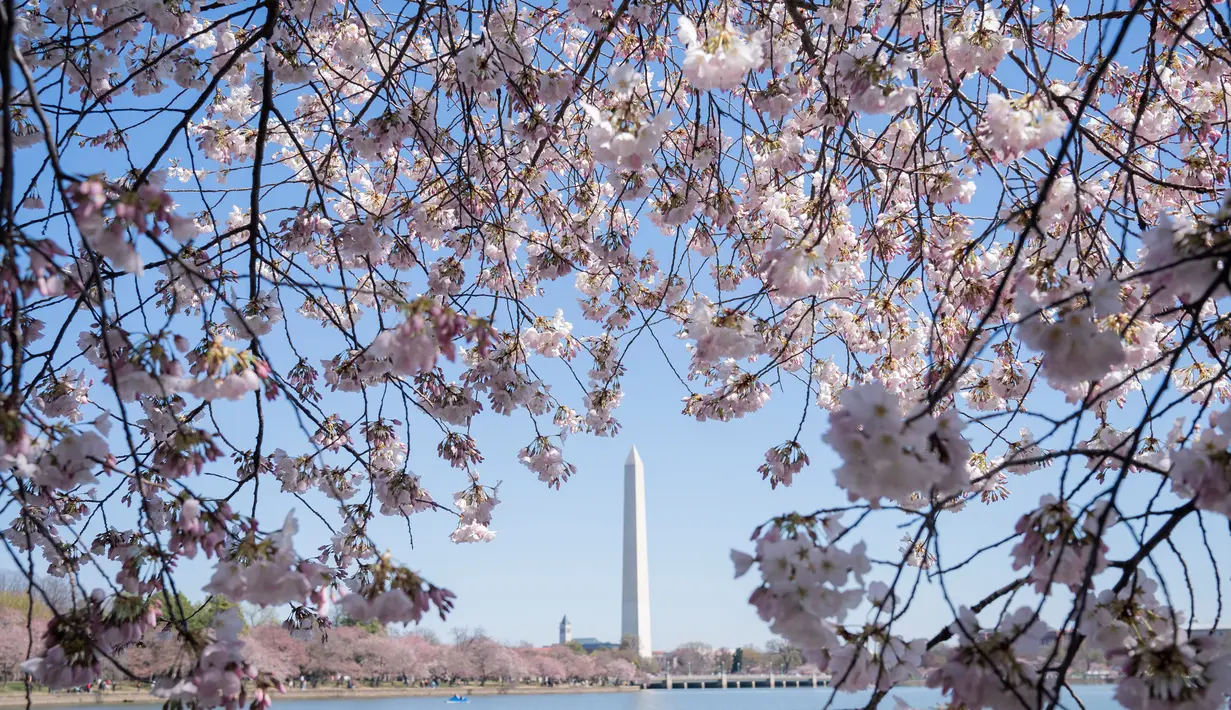 Pohon sakura yang bunganya bermekar ini merupakan hasil pemberian pemerintah Jepang pada tahun 1912 ke Amerika Serikat sebagai hadiah persahabatan. (AP Photo/Jacquelyn Martin)