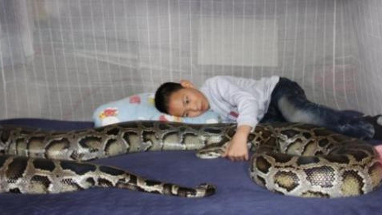 Bocah ini hidup bersama piton selama 13 tahun