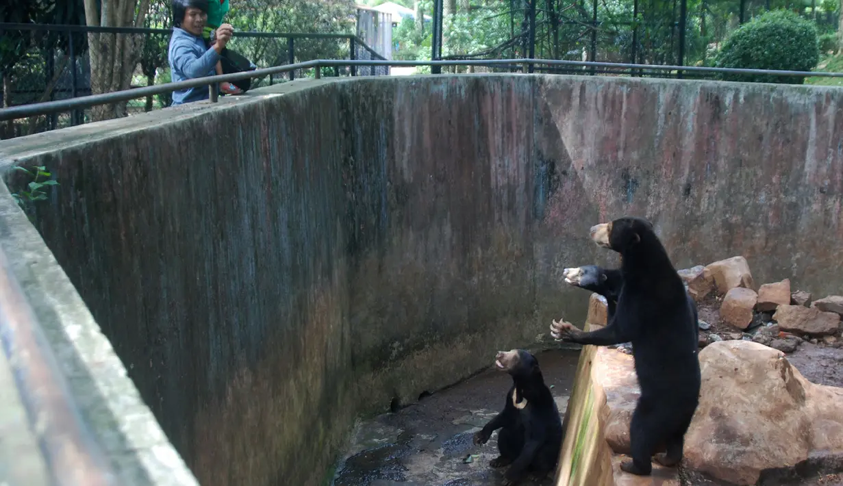 Pengunjung mengambil gambar beruang madu di dalam kandang Kebun Binatang Bandung, Jawa Barat, Rabu (18/1). Beruang madu yang kelaparan di Bonbin Bandung itu menjadi sorotan media dan aktivis perlindungan hewan internasional. (TIMUR MATAHARI/AFP)