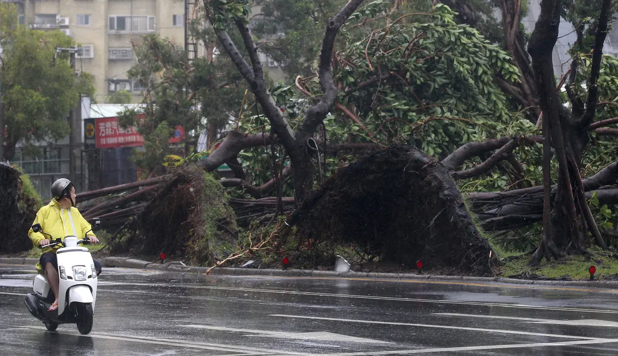 Seorang pengendara motor melihat pohon yanng tumbang akibat angin kencang Topan Soudelor di Taipei, Taiwan, (8/8/2015). Empat orang tewas akibat peristiwa angin kencang Topan Soudelor dan hujan deras.  (REUTERS/Pichi Chuang)