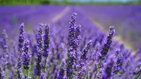 Bunga lavender. (dok. Pixabay/Pexels.com)