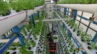 15 Sayur-Sayuran yang Bisa Ditanam pada Pot Hidroponik di Rumah