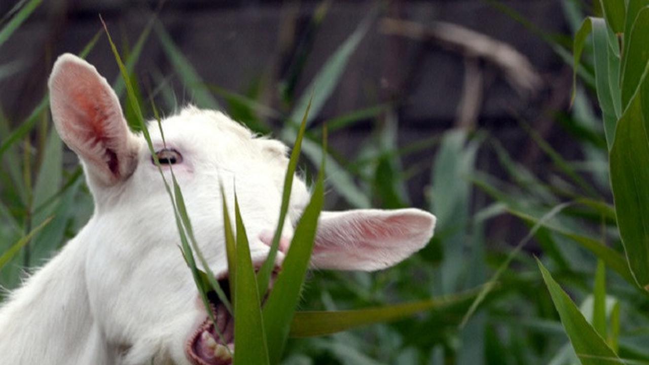 Ilustrasi kambing