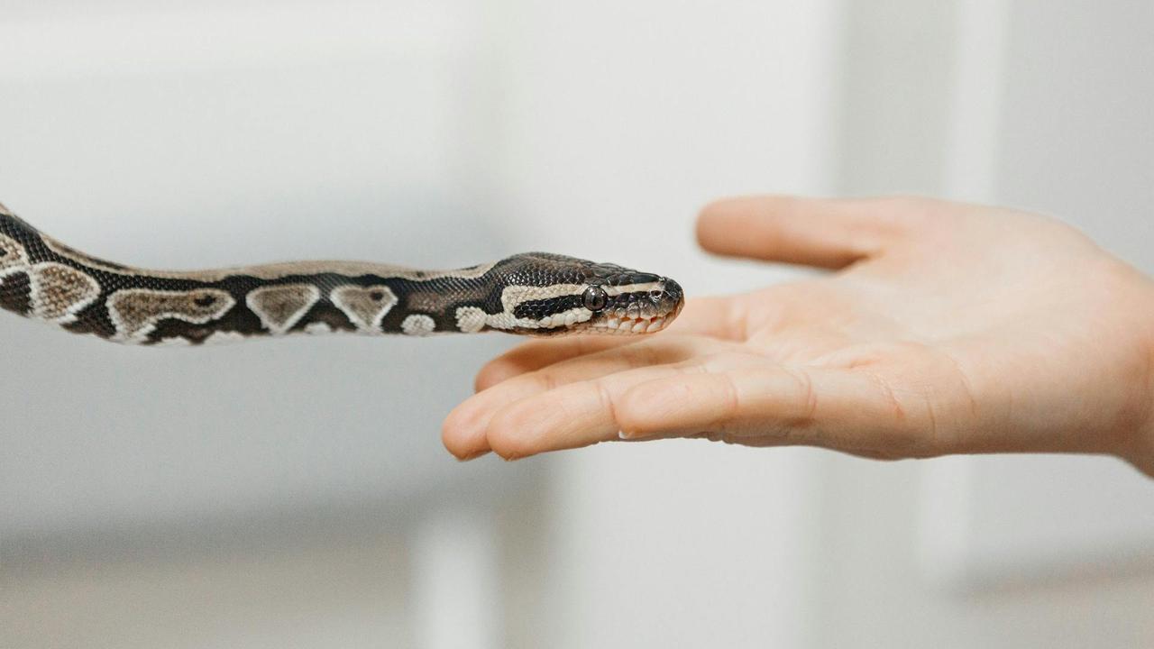Ball Python