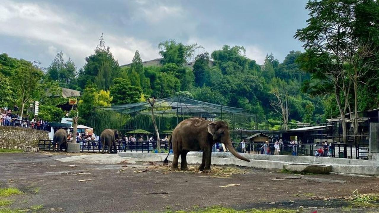 Fakta Unik Macan Tutul: Lembang Park Zoo Tutup Sementara Imbas Macan Tutul Lepas dari Kandang Karantina