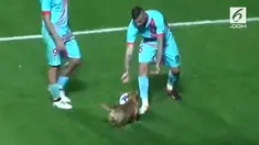 Anjing ini juga unjuk kebolehan dengan menggiring bola beberapa saat. 