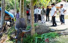 Ribuan Korban Banjir Nagan Raya Terima Bantuan Daging Presiden Prabowo untuk Meugang Idul Fitri