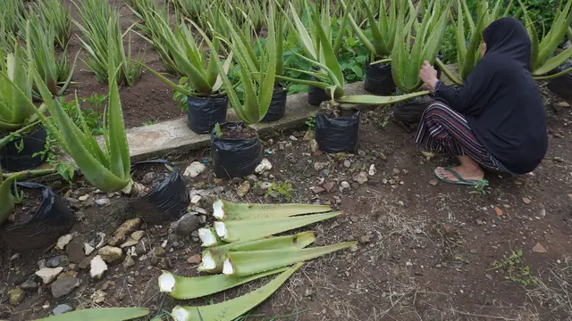 Perempuan di dusun Jeruklegi sedang memanen aloe vera