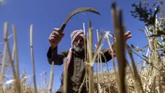 Seorang petani mengambil bagian dalam panen gandum tahunan di sebuah ladang di Rafah, Jalur Gaza, Palestina, Minggu (8/5/2022). (SAID KHATIB/AFP)
