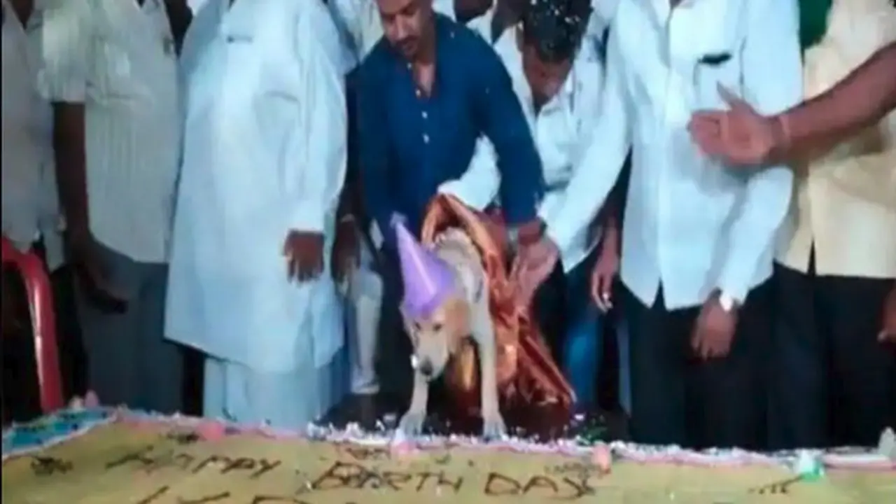 Rayakan Ulang Tahun Anjingnya, Pria Ini Siapkan Kue Seberat 100 Kilogram