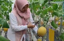 Petani Melon di Pangandaran Izinkan Warga Ngabuburit di Kebunnya, Bisa Petik Buah Sendiri dengan Harga Terjangkau