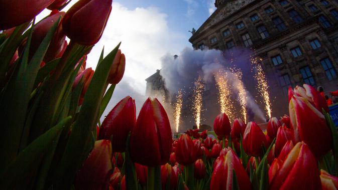 Kembang api dinyalakan ketika orang-orang menunggu untuk memetik tulip gratis pada Hari Bunga Tulip Nasional di Dam Square, Amsterdam, 18 Januari 2020. Hari Bunga Tulip Nasional ini menandai pembukaan musim bunga tulip untuk industri bunga Belanda.  (AP Photo/Peter Dejong)