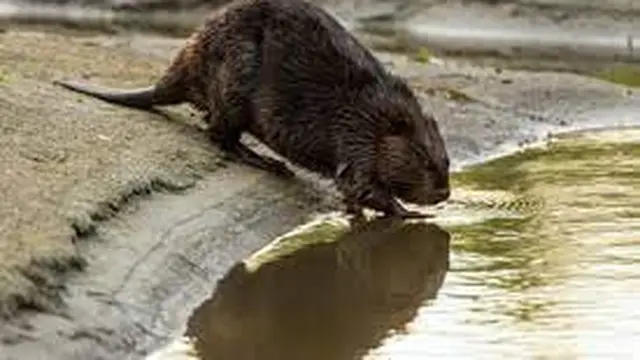 Berang-berang (Castor spp)