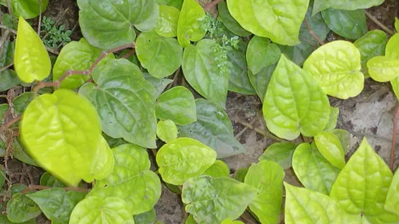 10 Khasiat Daun Sirih untuk Wajah Cantik Alami, Atasi Berbagai Masalah Kulit