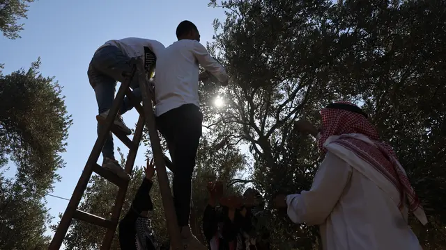 Musim Panen Buah Zaitun di Palestina