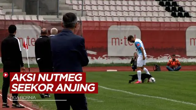 Berita Video, Aksi Lucu Nutmeg Seekor Anjing di Liga Bosnia